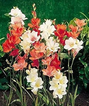 TRITONIA -Mix-BULBS-drought-tolerant-zones-6-through-10 - Caribbean garden seed