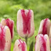 Triumph Moulin Rouge, Beautiful creamy white with striking raspberry-pink - Caribbean garden seed