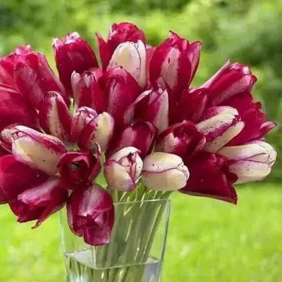 Triumph Moulin Rouge, Beautiful creamy white with striking raspberry-pink - Caribbean garden seed