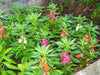 Tropical Impatiens Mix ,Impatiens Balsamina FLOWERS Seed - Caribbeangardenseed