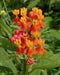 Tropical Milkweed,Bloodflower  SeedS. PERENNIAL - Caribbean garden seed