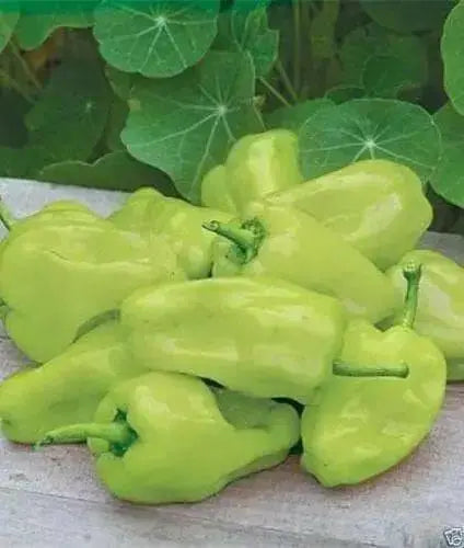 True Greek Pepperoncini ,PEPPER SEEDS, Capsicum annuum, ANNUAL - Caribbean garden seed