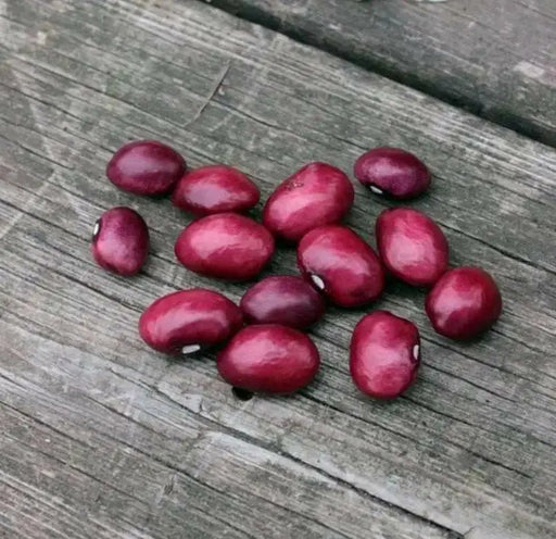 True Red Cranberry Bean, (Pole Bean) - Heirloom , - Caribbean garden seed