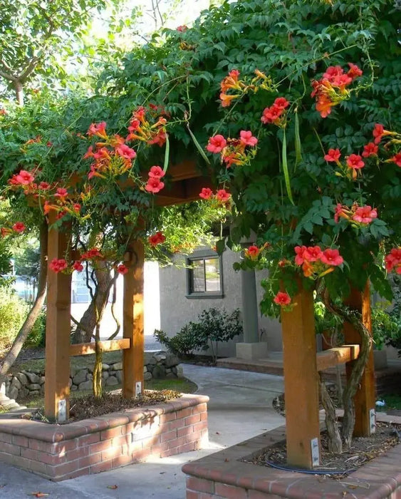 Hummingbird Vine (Plant) Campsis radicans Glorious orange-red trumpets - Caribbeangardenseed