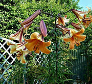 Trumpet Lily Bulbs, African Queen, trumpet-shaped blooms , highly fragrant