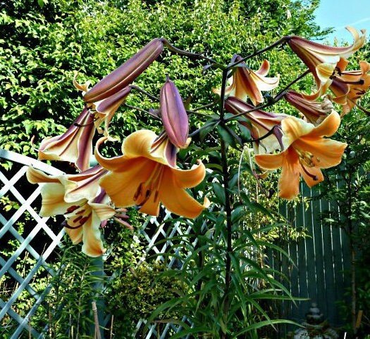 Trumpet Lily Bulbs, African Queen, trumpet-shaped blooms , highly fragrant