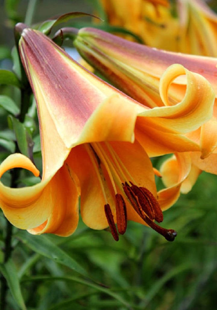Trumpet Lily Bulbs, African Queen, trumpet-shaped blooms , highly fragrant