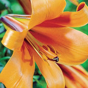 Trumpet Lily Bulbs, African Queen, trumpet-shaped blooms , highly fragrant