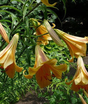 Trumpet Lily Bulbs, African Queen, trumpet-shaped blooms , highly fragrant