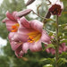 Trumpet Lily ,Pink Perfection,(3 bulbs) highly fragrant - Caribbeangardenseed