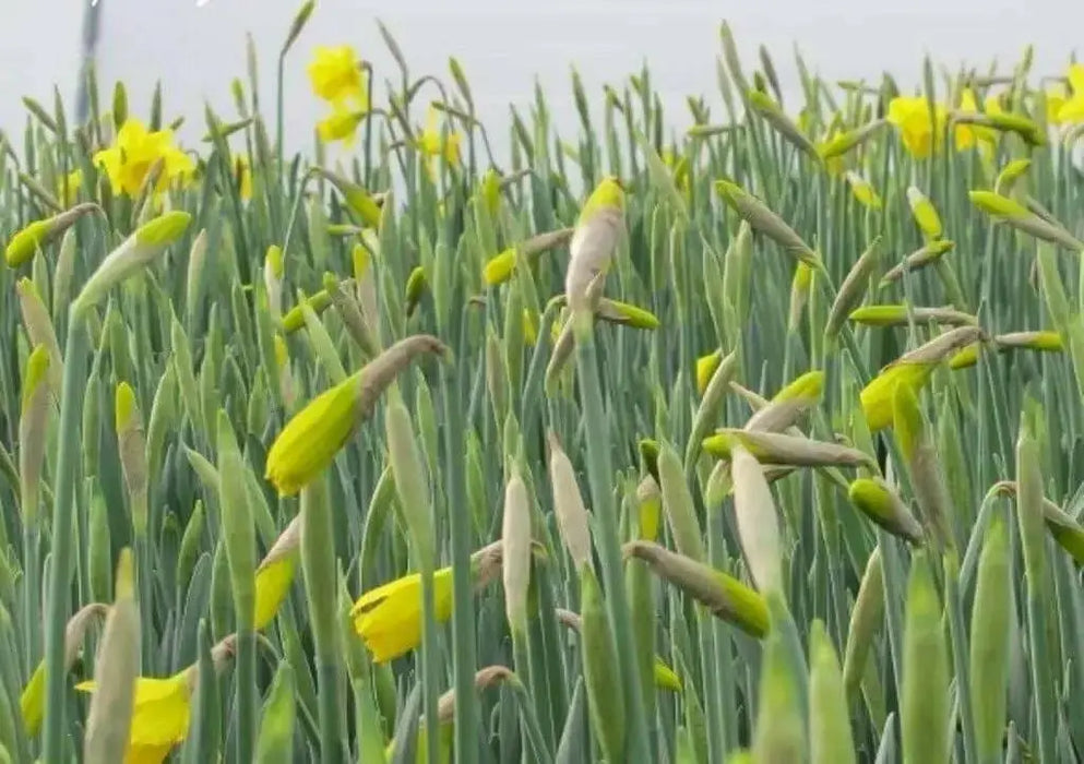 Trumpet Narcissus "Standard Value" ,Bloom Late Spring-NOW SHIPPING! - Caribbean garden seed