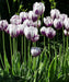 Tulip Blueberry Ripple, Flower Bulbs, FALL PLANTING - Caribbean garden seed