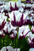 Tulip Blueberry Ripple, Flower Bulbs, FALL PLANTING - Caribbean garden seed