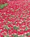 TULIP Bulb, Match, BULB Sized 12cm+, FALL PLANTING - Caribbean garden seed