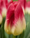 TULIP Bulb, Match, FALL PLANTING - Caribbeangardenseed