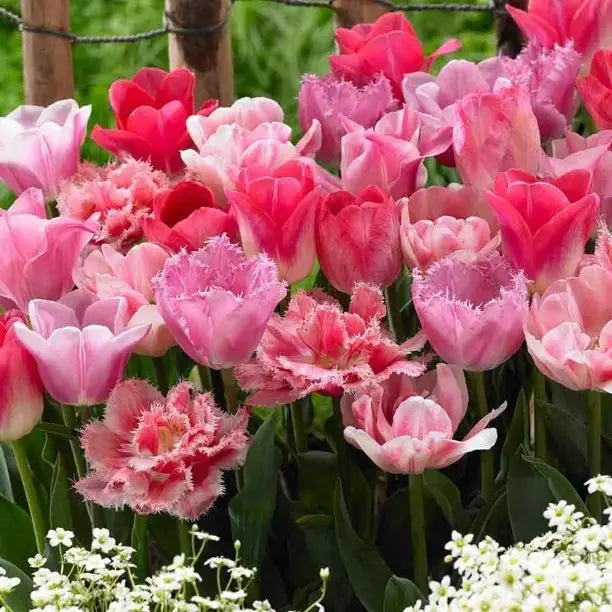 Tulip BULBS ,All Season PINK Mix ,Now shipping ! - Caribbeangardenseed