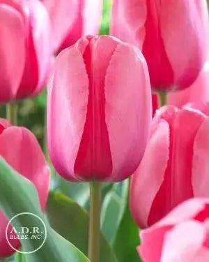 Tulip BULBS ,All Season PINK Mix ,Now shipping ! - Caribbeangardenseed