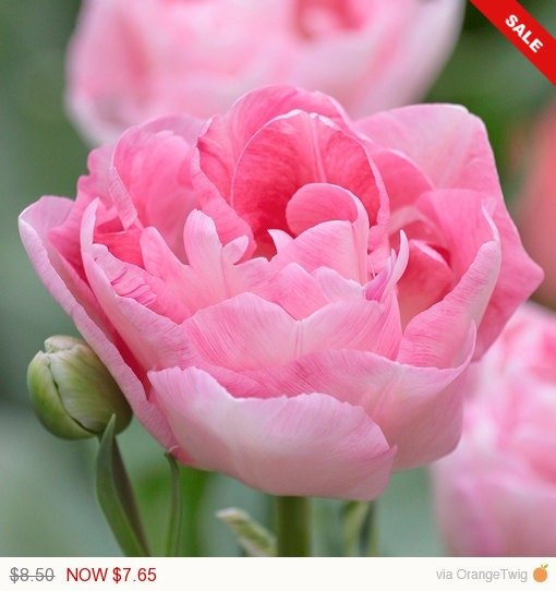 Tulip Bulbs "Angelique" Single late tulips,Large Blooms ,Excellent Cut Flowers. 12+/cm Fall Bulbs ,Now shipping