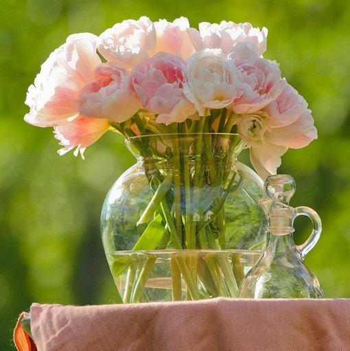Tulip Bulbs "Angelique" Single late tulips,Large Blooms ,Excellent Cut Flowers. 12+/cm Fall Bulbs ,Now shipping