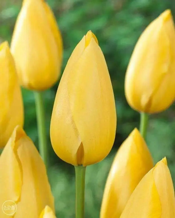 Tulip Bulbs ,big smile ,Single Late, FALL PLANTING - Caribbean garden seed