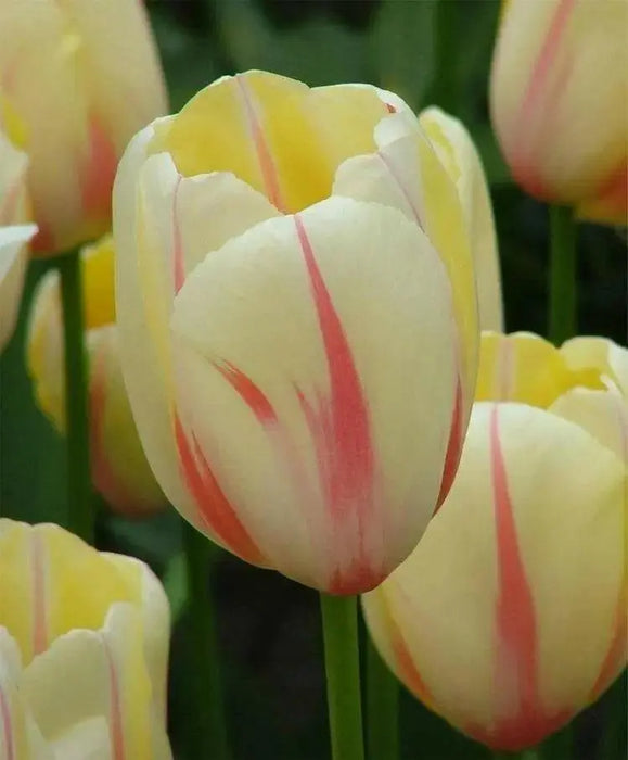 Tulip Bulbs , CAMARGUE,Single Late, Shipping Now - Caribbean garden seed