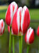 Tulip Bulbs 'Candy APPLE DELIGHT 'Bloom Spring,12/+cm, - Caribbeangardenseed