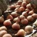Tulip BULBS - Darwin Hybrid Apricot Delight - BLOOM MID SPRING, Fall planting - Caribbean garden seed
