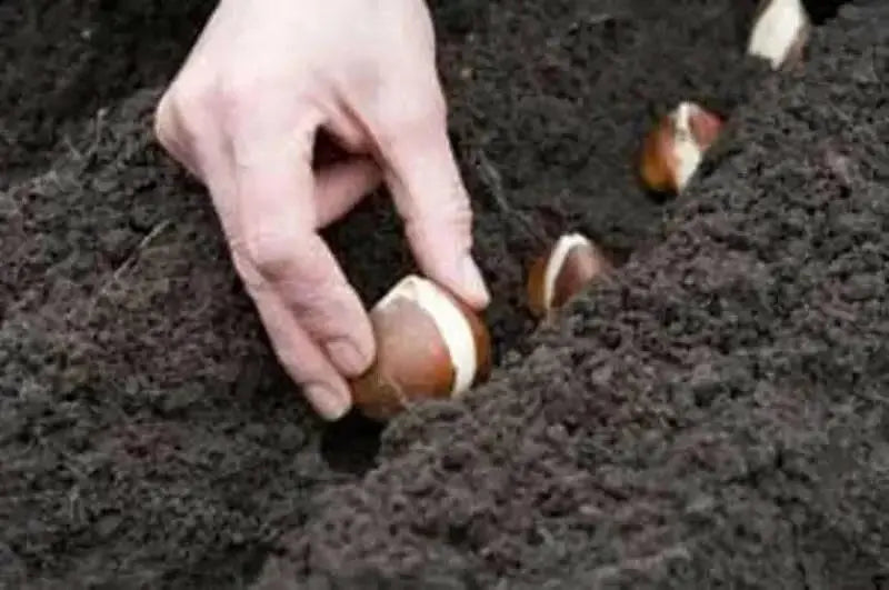 Tulip BULBS - Darwin Hybrid Apricot Delight - BLOOM MID SPRING, Fall planting - Caribbean garden seed