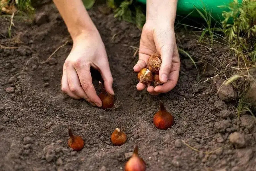 Tulip Bulbs Darwin Hybrid "Beauty of Spring", ,Great for Bouquets - Caribbean garden seed