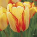 Tulip Bulbs Darwin Hybrid "Beauty of Spring", ,Great for Bouquets - Caribbean garden seed