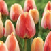 Tulip Bulbs Darwin Hybrid "Beauty of Spring", ,Great for Bouquets - Caribbean garden seed