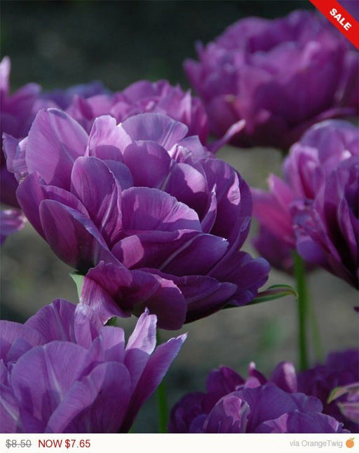 Tulip Bulbs 'Double Late Blue Spectacle' ,Excellent Cut Flowers. 12+/cm Fall Bulbs ,Now shipping