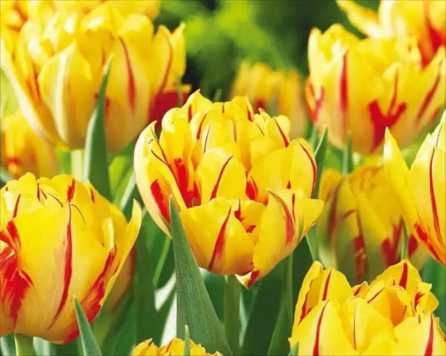 Tulip Bulbs, Double Monsella, FALL PLANTING BULBS ! - Caribbeangardenseed