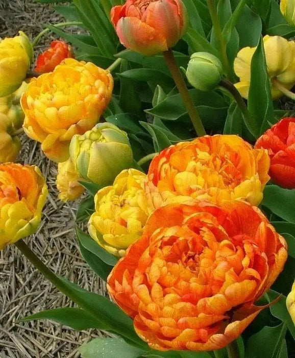 Tulip Bulbs - Double SUNLOVER ,FALL PLANTING, - Caribbean garden seed