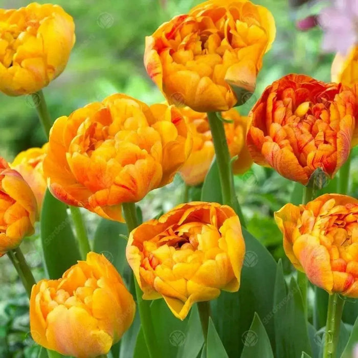 Tulip Bulbs - Double SUNLOVER ,FALL PLANTING, - Caribbean garden seed