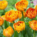 Tulip Bulbs - Double SUNLOVER ,FALL PLANTING, - Caribbean garden seed