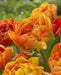 Tulip Bulbs - Double SUNLOVER ,FALL PLANTING, - Caribbean garden seed