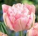 Tulip Bulbs, Finola (Double Late) Excellent Cut Flowers. - Caribbeangardenseed