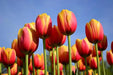 Tulip Bulbs 'Flair' - Fall Planting - Caribbeangardenseed