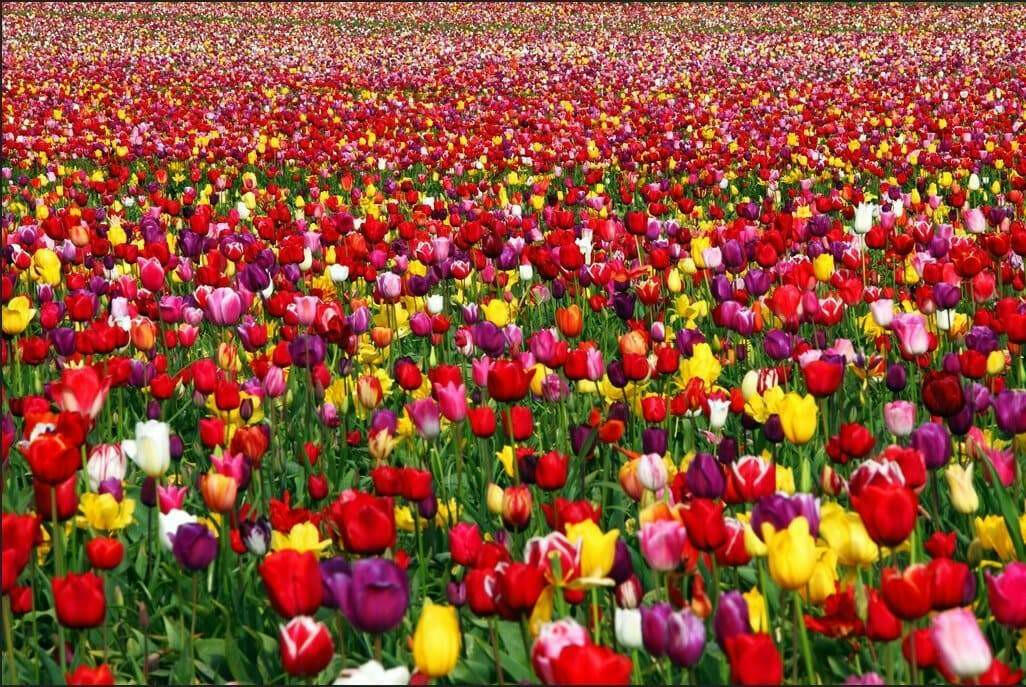 Tulip BULBS ,Long Lasting Mix, ,Now shipping ! - Caribbeangardenseed