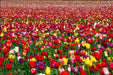 Tulip BULBS ,Long Lasting Mix, ,Now shipping ! - Caribbeangardenseed