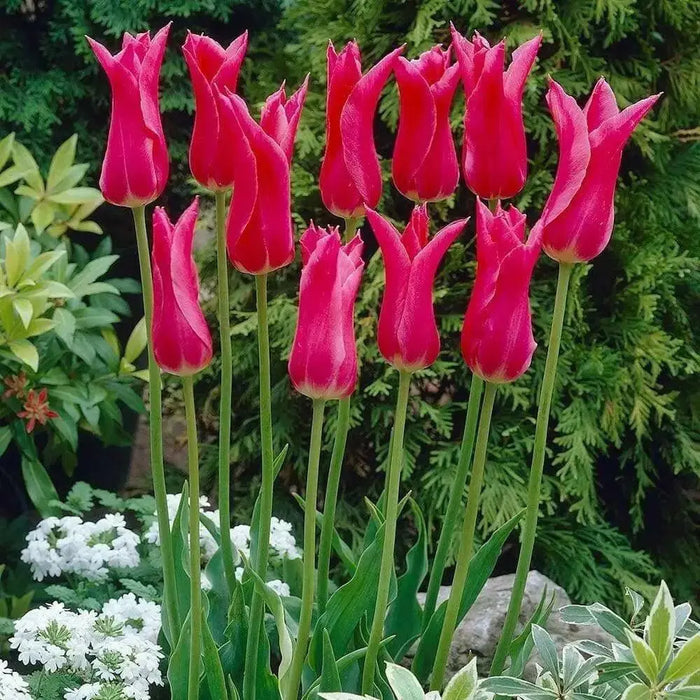 Tulip Bulbs, Mariette ( Bulbs) Lily flowering - Caribbean garden seed