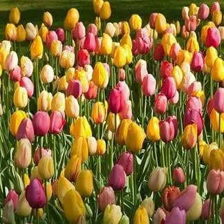 Tulip Bulbs Mix, Spring Blooming, Excellent for forcing - Caribbean garden seed