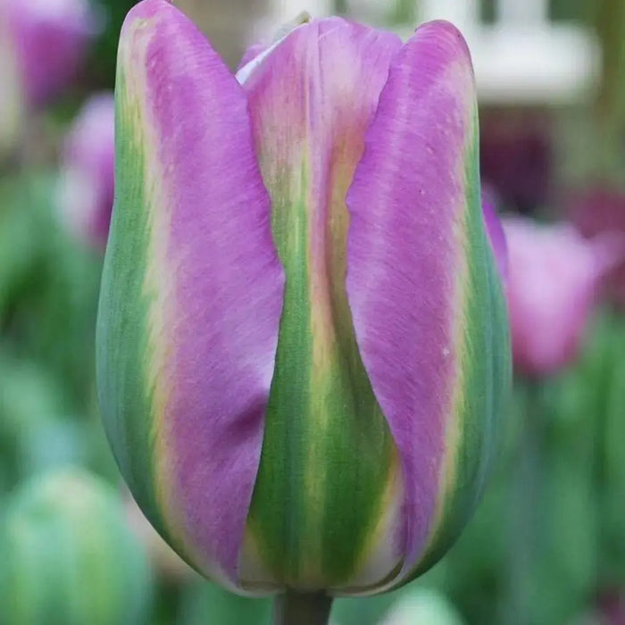 Tulip Bulbs 'Night Rider, Fall Planting Bulbs. Shipping now! - Caribbeangardenseed