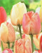 Tulip Bulbs, Silverstream" SPRING FLOWERS, fall PLANTING - Caribbean garden seed