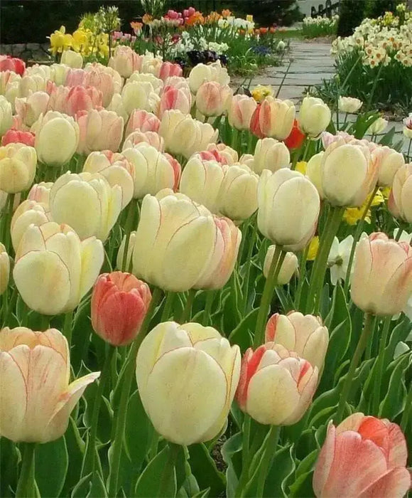 Tulip Bulbs, Silverstream" SPRING FLOWERS, fall PLANTING - Caribbean garden seed