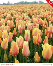 Tulip Bulbs (Single Late) - "Blushing Beauty" Shipping Now!