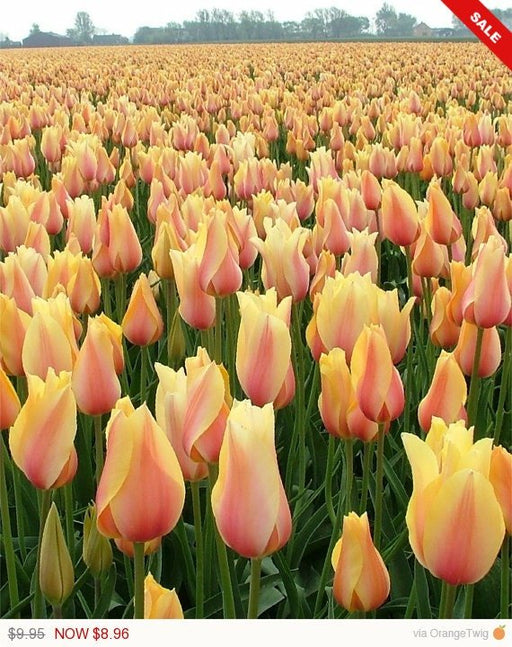 Tulip Bulbs (Single Late) - "Blushing Beauty" Shipping Now!