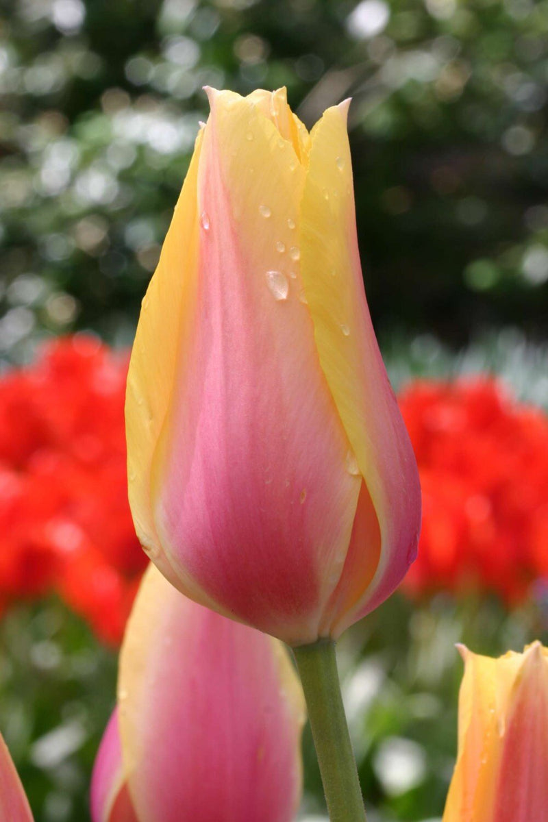 Tulip Bulbs (Single Late) - "Blushing Beauty" Shipping Now!