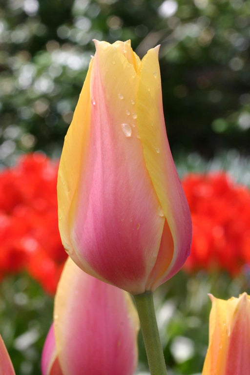 Tulip Bulbs (Single Late) - "Blushing Beauty" Shipping Now!